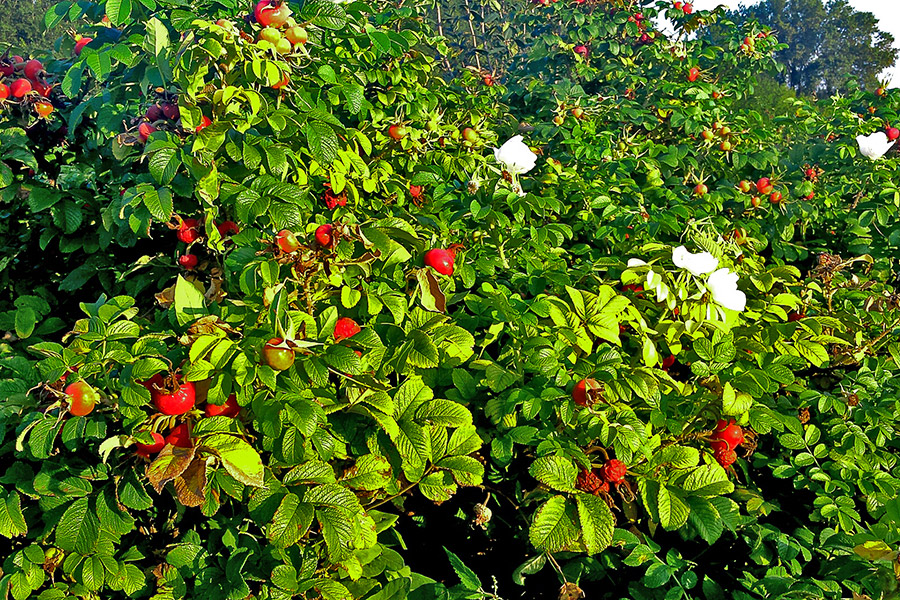 Trvalky v škôlke DĘBSCY