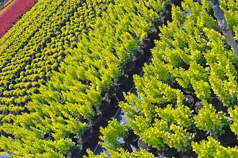 Predajný dvor rastlín