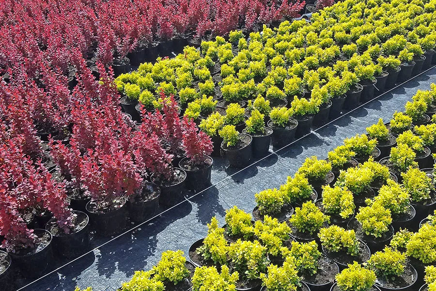 Prístupová cesta v našej škôlke