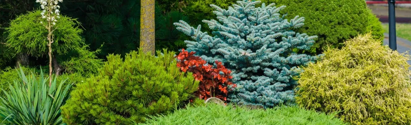 Veľké pole so škôlkou stromov a kríkov