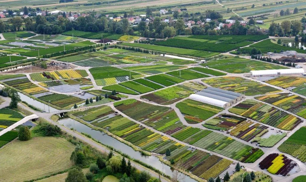 Katalóg ihličnanov